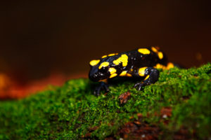 Feuersalamander im Hasbruch, Hude, Deutschland Feuersalamander im Hasbruch, Hude, Deutschland